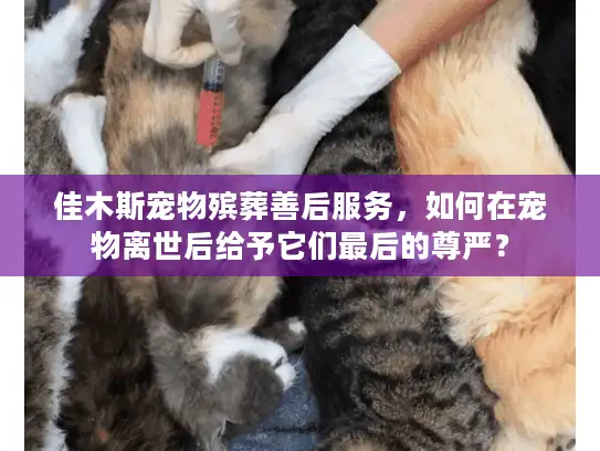 佳木斯宠物殡葬善后服务，如何在宠物离世后给予它们最后的尊严？