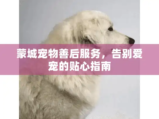 蒙城宠物善后服务，告别爱宠的贴心指南