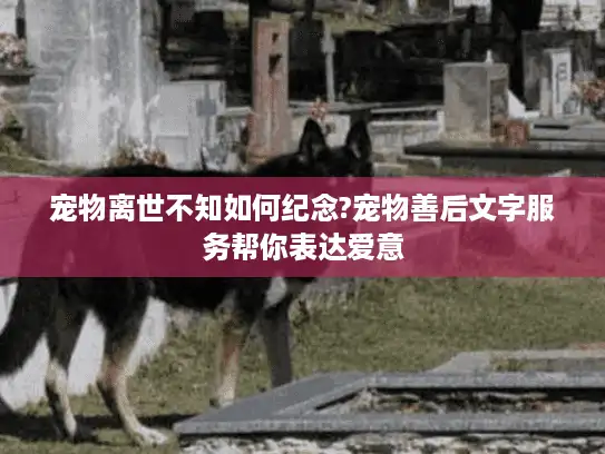 宠物离世不知如何纪念?宠物善后文字服务帮你表达爱意