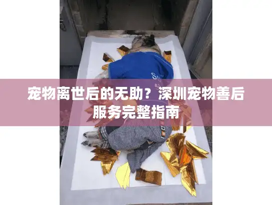 宠物离世后的无助？深圳宠物善后服务完整指南