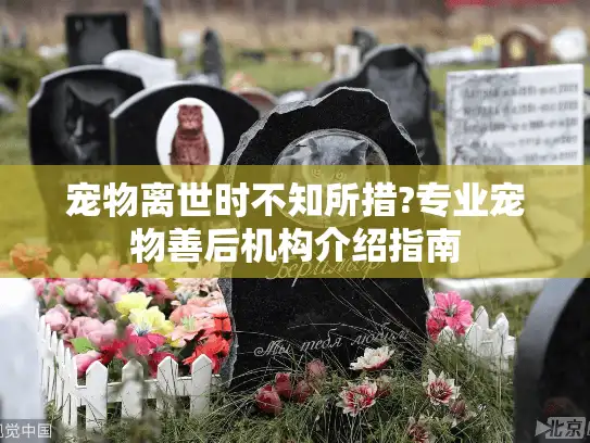 宠物离世时不知所措?专业宠物善后机构介绍指南