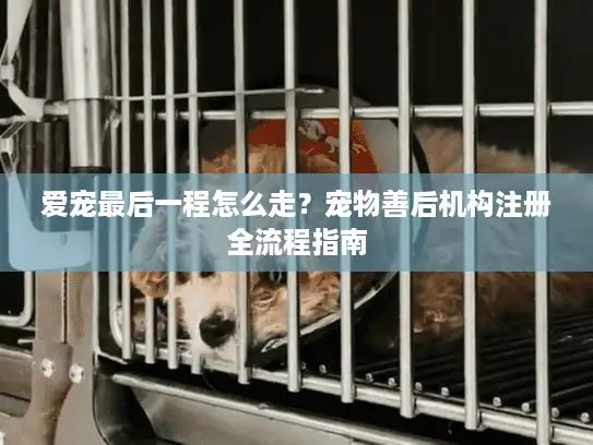 爱宠最后一程怎么走？宠物善后机构注册全流程指南