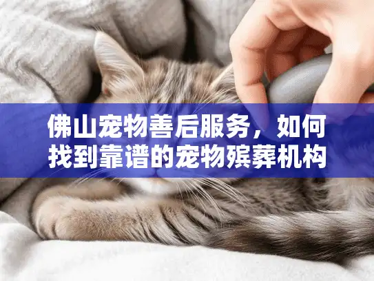 佛山宠物善后服务，如何找到靠谱的宠物殡葬机构？