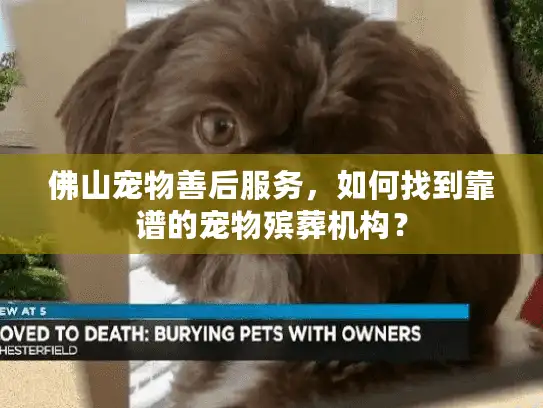 佛山宠物善后服务，如何找到靠谱的宠物殡葬机构？