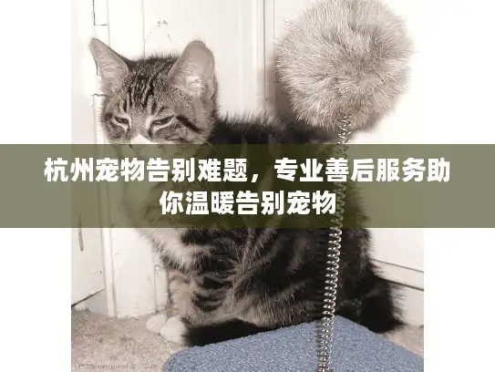 杭州宠物告别难题，专业善后服务助你温暖告别宠物