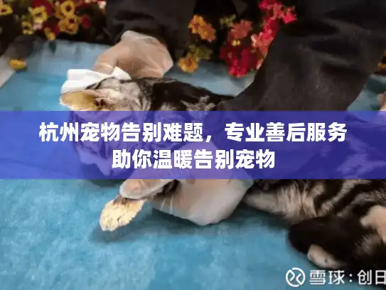 杭州宠物告别难题，专业善后服务助你温暖告别宠物