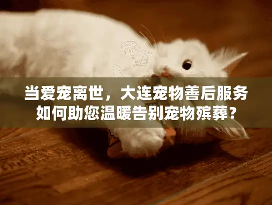 当爱宠离世，大连宠物善后服务如何助您温暖告别宠物殡葬？