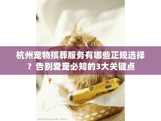杭州宠物殡葬服务有哪些正规选择？告别爱宠必知的3大关键点