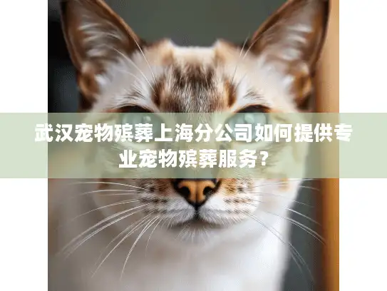 武汉宠物殡葬上海分公司如何提供专业宠物殡葬服务？