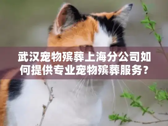 武汉宠物殡葬上海分公司如何提供专业宠物殡葬服务？