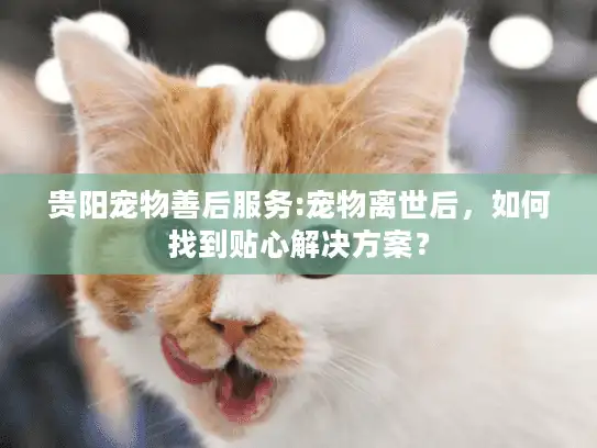 贵阳宠物善后服务:宠物离世后，如何找到贴心解决方案？