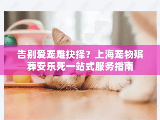 告别爱宠难抉择？上海宠物殡葬安乐死一站式服务指南