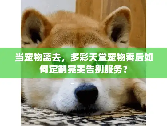 当宠物离去，多彩天堂宠物善后如何定制完美告别服务？