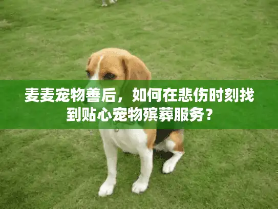 麦麦宠物善后，如何在悲伤时刻找到贴心宠物殡葬服务？
