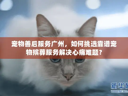宠物善后服务广州，如何挑选靠谱宠物殡葬服务解决心痛难题？