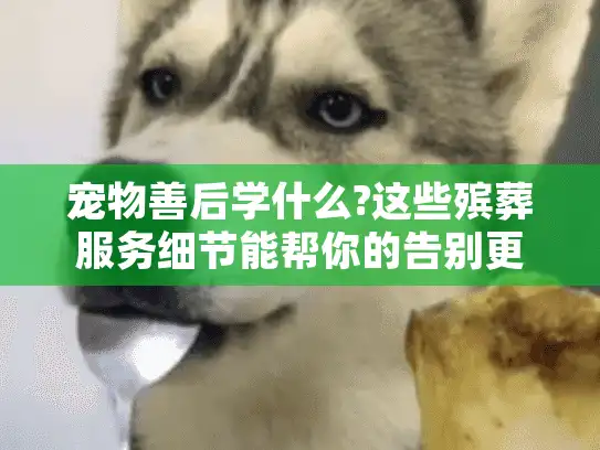 宠物善后学什么?这些殡葬服务细节能帮你的告别更有温度