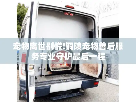 宠物离世别慌!铜陵宠物善后服务专业守护最后一程