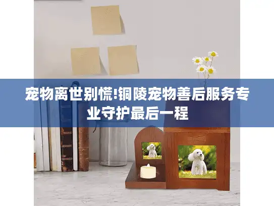 宠物离世别慌!铜陵宠物善后服务专业守护最后一程