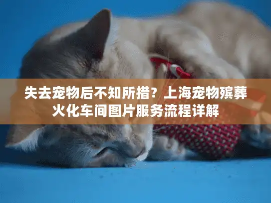 失去宠物后不知所措？上海宠物殡葬火化车间图片服务流程详解