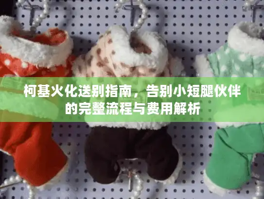 柯基火化送别指南，告别小短腿伙伴的完整流程与费用解析