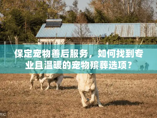 保定宠物善后服务，如何找到专业且温暖的宠物殡葬选项？