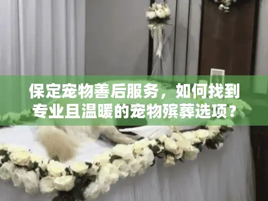 保定宠物善后服务，如何找到专业且温暖的宠物殡葬选项？