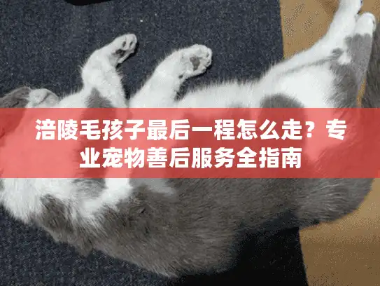 涪陵毛孩子最后一程怎么走？专业宠物善后服务全指南