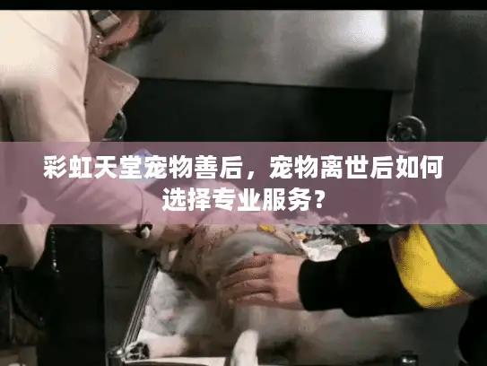 彩虹天堂宠物善后，宠物离世后如何选择专业服务？