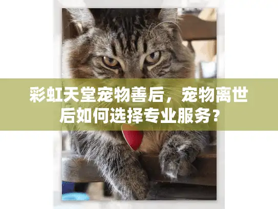 彩虹天堂宠物善后，宠物离世后如何选择专业服务？