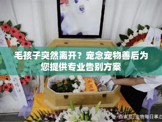 毛孩子突然离开？宠念宠物善后为您提供专业告别方案