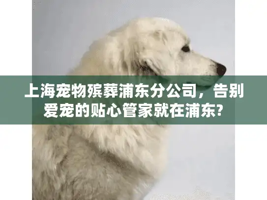 上海宠物殡葬浦东分公司，告别爱宠的贴心管家就在浦东?