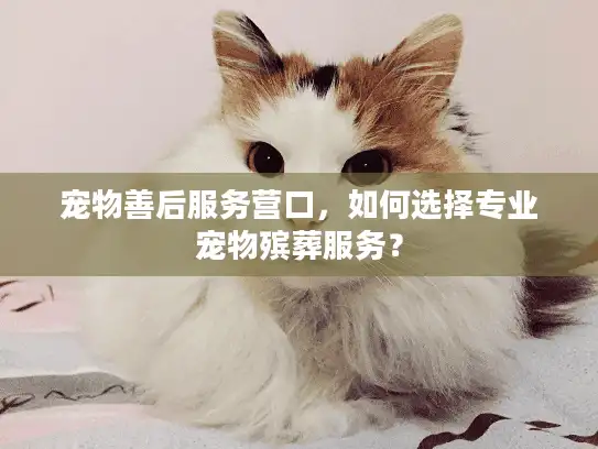 宠物善后服务营口，如何选择专业宠物殡葬服务？