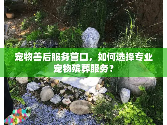 宠物善后服务营口，如何选择专业宠物殡葬服务？