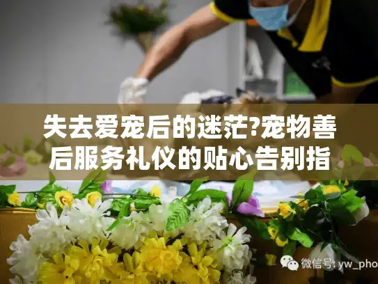 失去爱宠后的迷茫?宠物善后服务礼仪的贴心告别指南