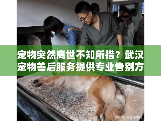 宠物突然离世不知所措？武汉宠物善后服务提供专业告别方案