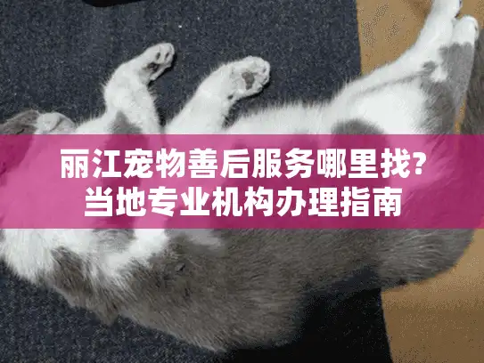 丽江宠物善后服务哪里找?当地专业机构办理指南