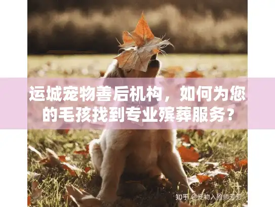 运城宠物善后机构，如何为您的毛孩找到专业殡葬服务？