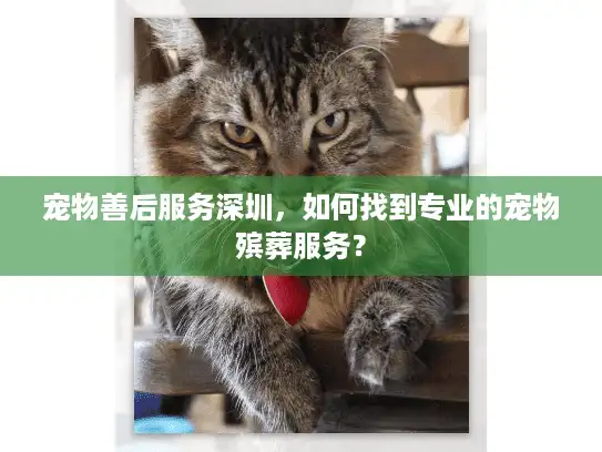 宠物善后服务深圳，如何找到专业的宠物殡葬服务？