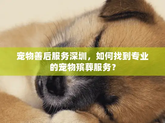 宠物善后服务深圳，如何找到专业的宠物殡葬服务？