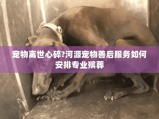 宠物离世心碎?河源宠物善后服务如何安排专业殡葬