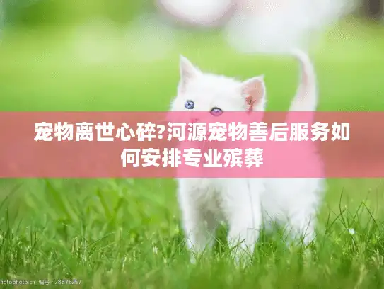 宠物离世心碎?河源宠物善后服务如何安排专业殡葬
