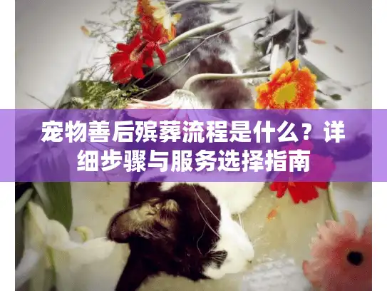 宠物善后殡葬流程是什么？详细步骤与服务选择指南