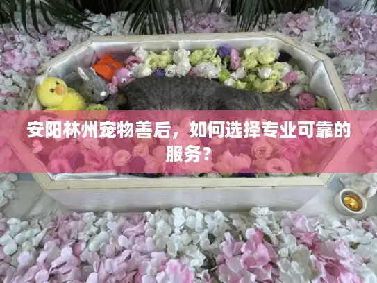 安阳林州宠物善后，如何选择专业可靠的服务？