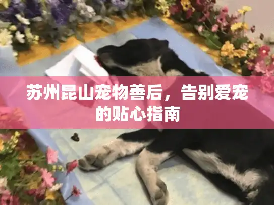 苏州昆山宠物善后，告别爱宠的贴心指南