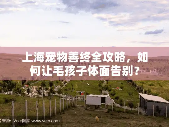 上海宠物善终全攻略，如何让毛孩子体面告别？