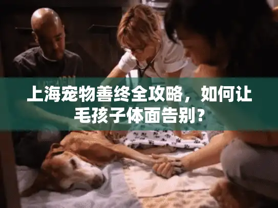 上海宠物善终全攻略，如何让毛孩子体面告别？