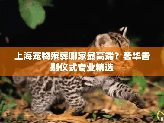 上海宠物殡葬哪家最高端？奢华告别仪式专业精选