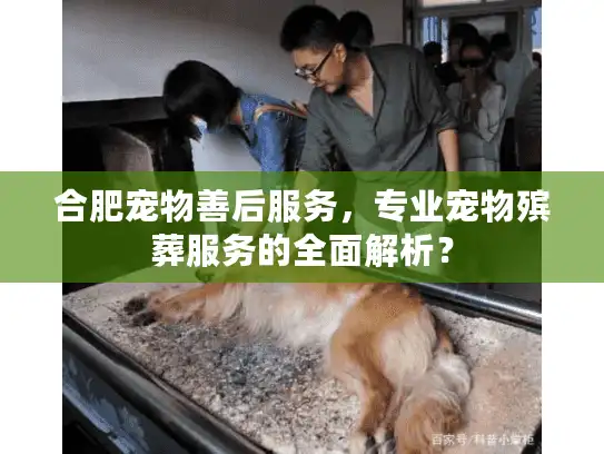 合肥宠物善后服务，专业宠物殡葬服务的全面解析？