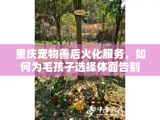 重庆宠物善后火化服务，如何为毛孩子选择体面告别方式？