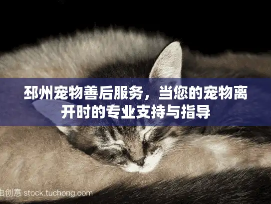 邳州宠物善后服务，当您的宠物离开时的专业支持与指导